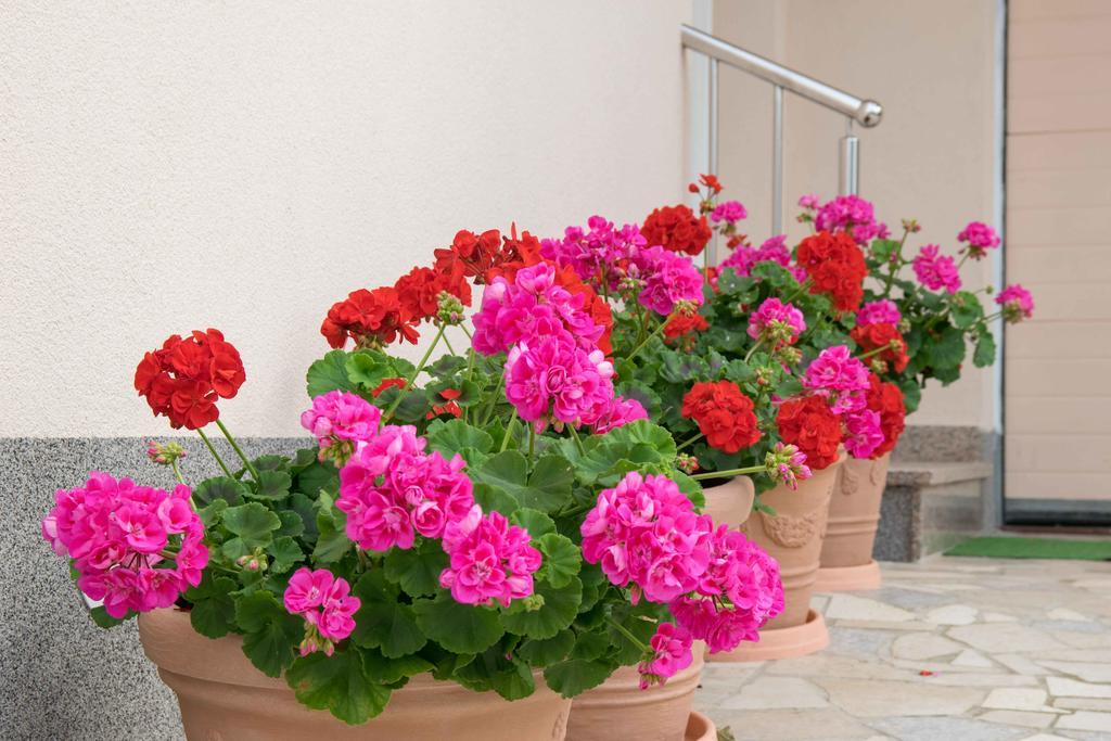 Apartments Hortensia Pula Zewnętrze zdjęcie